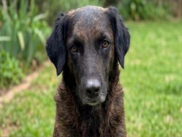 Canil Municipal de Sorocaba � aberto para ado��o respons�vel de c�es e gatos no dia 25 de julho