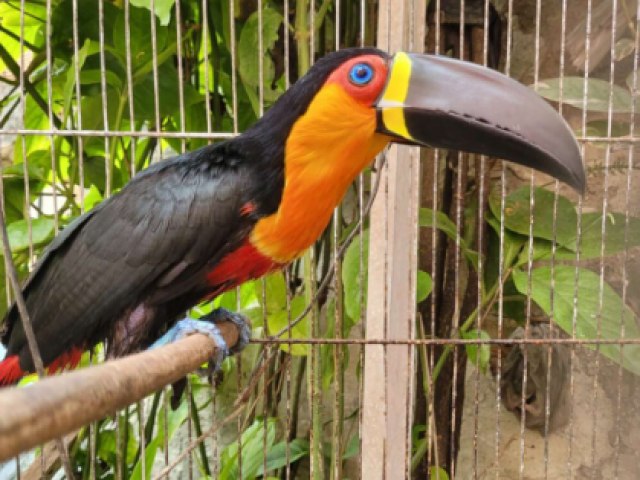 Um tucano-de-bico-preto foi resgatado de uma residncia na Barra do Cear, em Fortaleza.