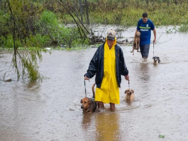 Abrigos em Porto Alegre oferecem salas para ces e gatos.