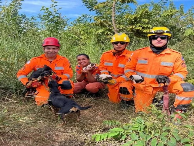 Cadela guiou bombeiros em uma rea de mata e conseguiu localizar os cinco filhotes perdidos