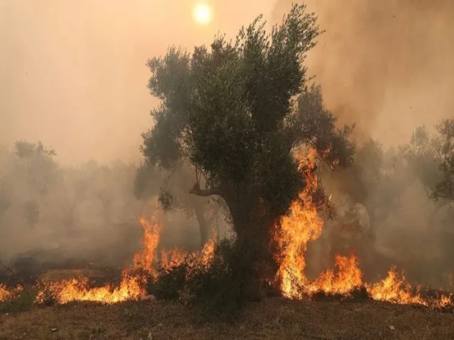 Incndio Florestal na Grcia Fora Evacuao de Cidades e Hospitais