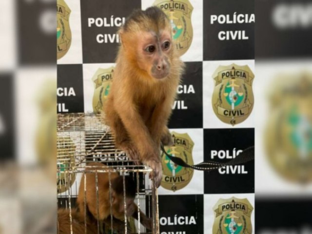 Homem  preso em Fortaleza por manter macacos-pregos e pssaros em cativeiro.