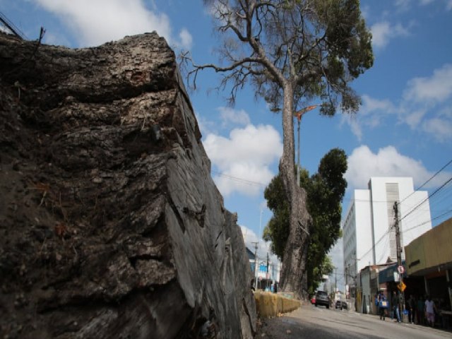 Aps a queda de uma rvore, os comerciantes da Avenida Duque de Caxias expressam preocupao com a possibilidade de novos acidentes