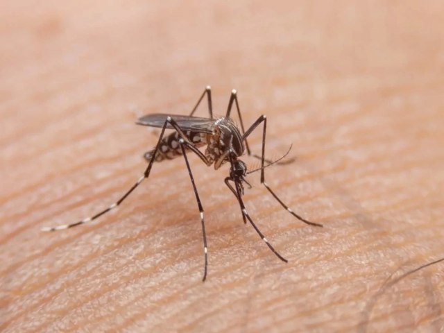 Beb de 5 meses morre de dengue hemorrgica no Distrito Federal