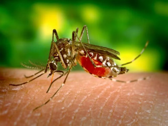 Brasil passa de 5 milhes de casos de dengue