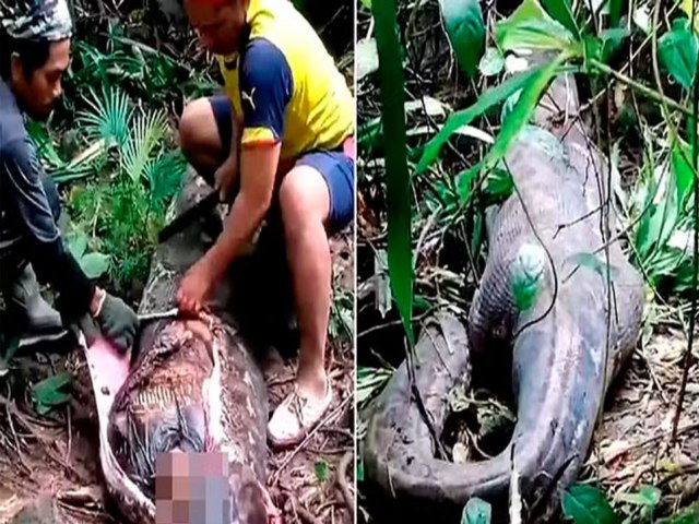 Corpo de mulher  encontrado dentro de cobra pton gigante