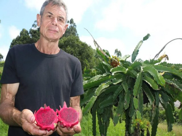 Srio se destaca como polo produtor de Pitaya no Vale do Taquari