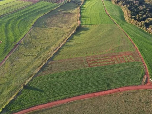 Cultivar de aveia branca desenvolvida na Uniju tem patente aprovada pelo Ministrio da Agricultura