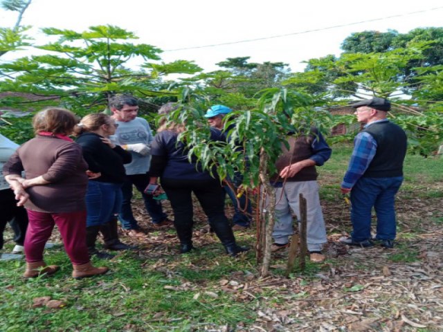 Cultivo de frutferas em vasos  alternativa para produo de frutas em espaos reduzidos