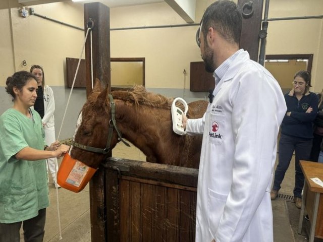 Cavalo Caramelo  microchipado no Hospital Veterinrio da Ulbra