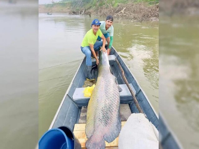 Pescadores fisgam pirarucu de 130 kg e 2 metros no interior do Acre