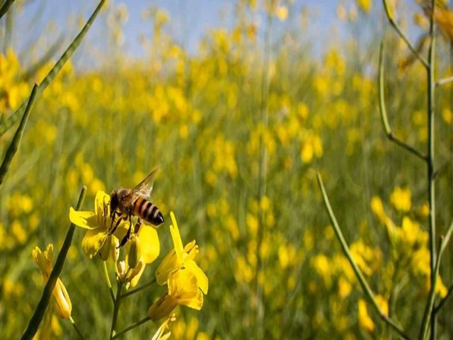 Extermnio de 6 bilhes de abelhas pe o futuro das safras gachas em xeque