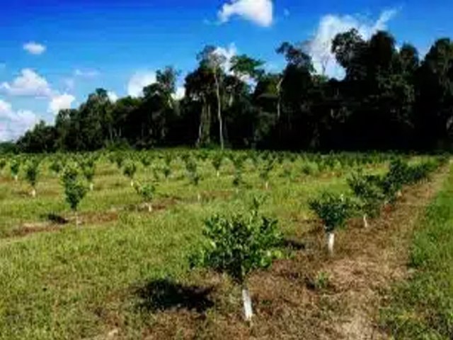 Inverno marca perodo ideal para plantio e poda de frutferas