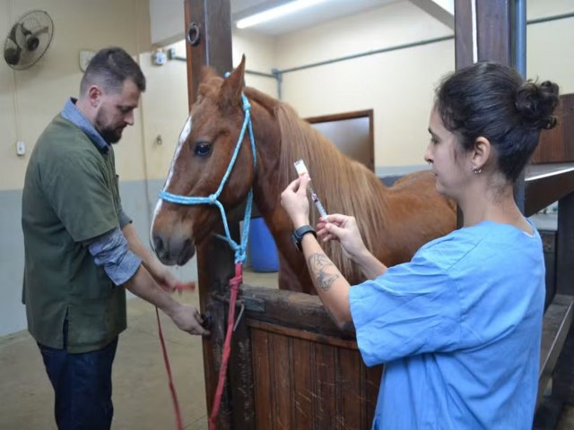 Lembra dele? Cavalo Caramelo est saudvel e j ganhou 40 kg desde o resgate, dizem veterinrios