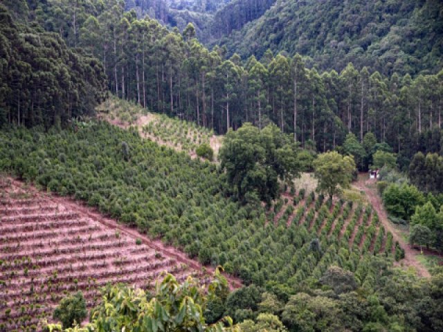 Abertura da colheita da erva-mate ser em Palmeira das Misses, bero do cultivo no RS