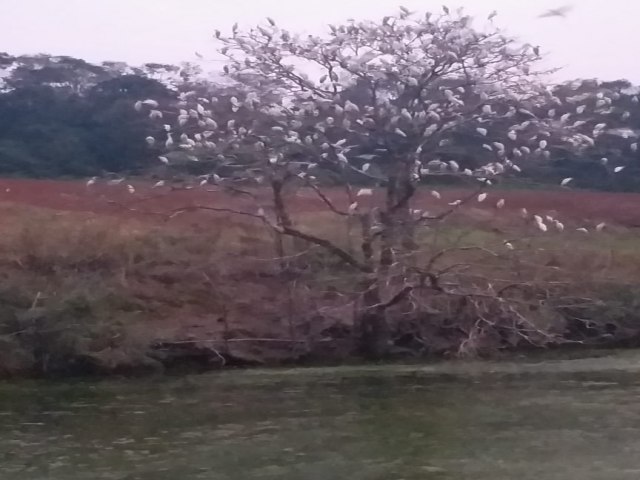 Garas brancas encantam em Lajeado Bonito