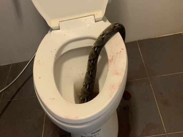 Homem  mordido nos testculos por cobra em vaso sanitrio