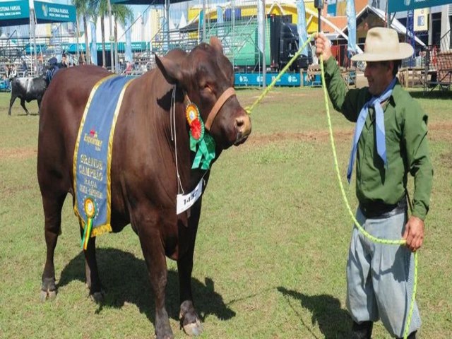 Viking 53  o grande campeo de Santa Gertrudis