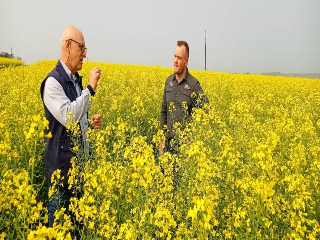 Produtores investem em canola para reduzir riscos