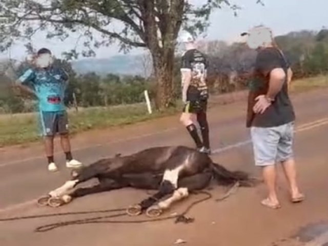 Cavalo causa acidente de trnsito na BR-468 em Tiradentes do Sul