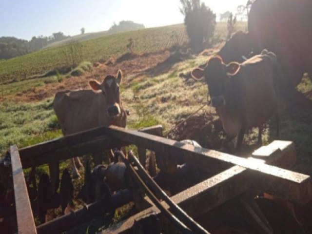 Vacas que haviam sido furtadas foram recuperadas no interior de Crissiumal