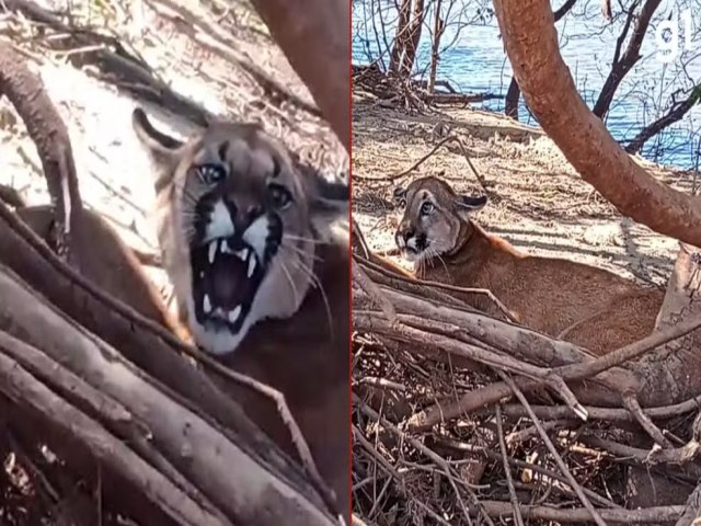 Puma  encontrada presa em armadilha para capivaras em Uruguaiana