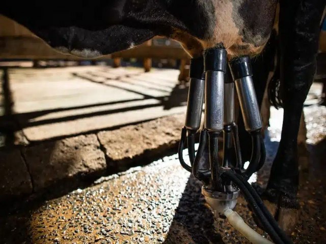 Rio Grande do Sul  o terceiro maior produtor de leite do Brasil