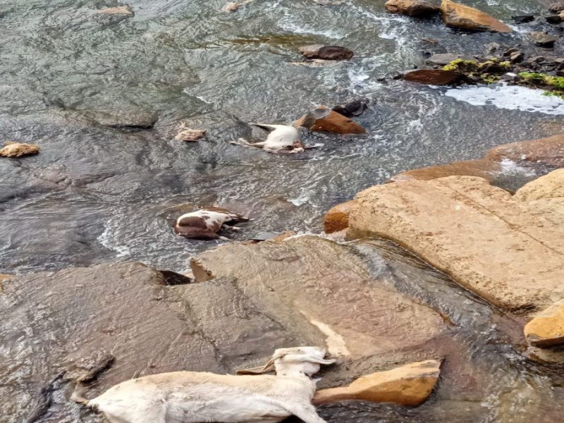 Animais mortos so retirados de lago em Camb