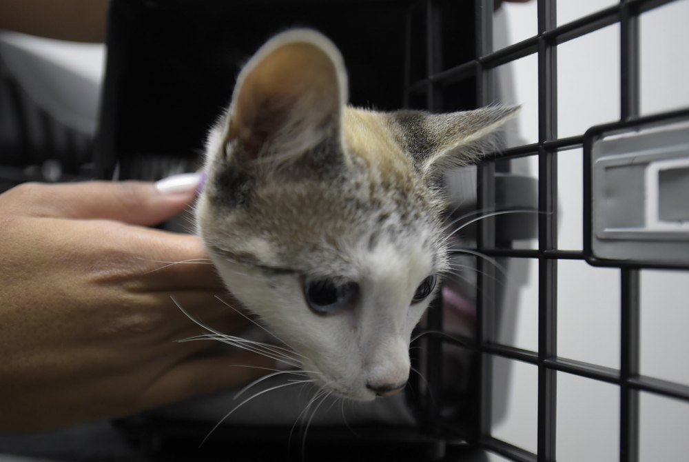 Protetores de animais t�m at� segunda-feira para se inscrever no cadastro da Prefeitura.