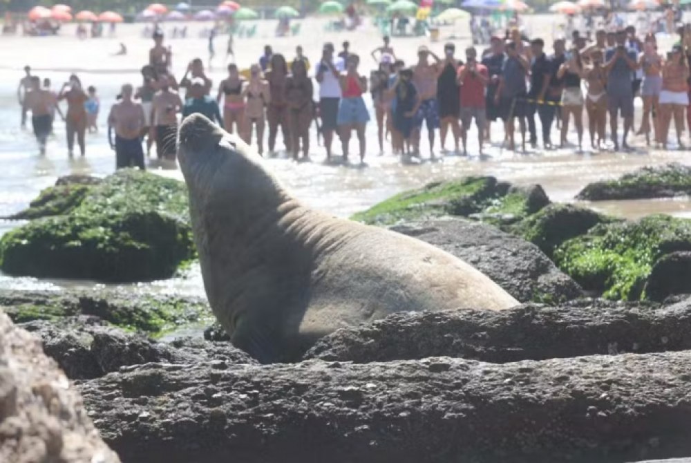 Elefante-marinho surpreende banhistas em praia de Niter�i, no Rio de Janeiro.