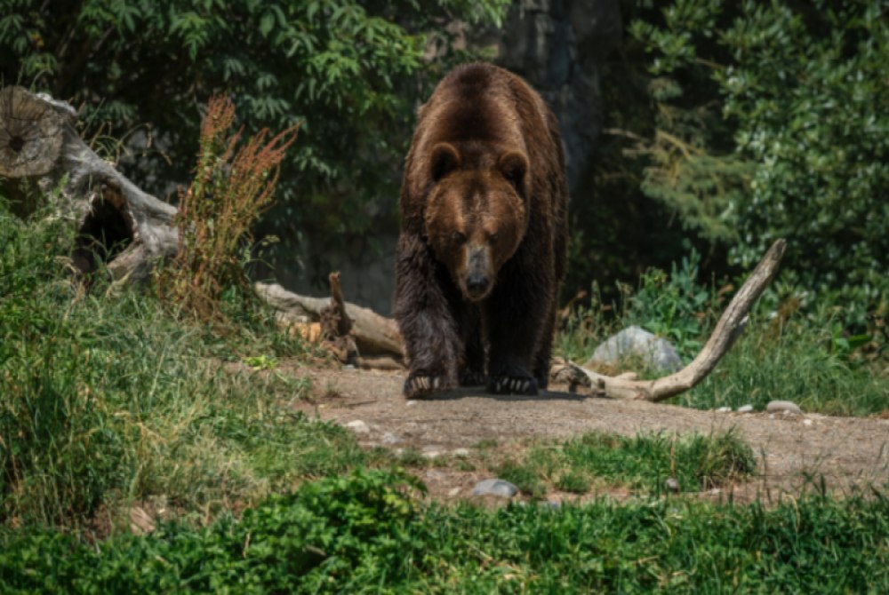 Urso ataca mulher em lar para pessoas com defici�ncia no Jap�o.