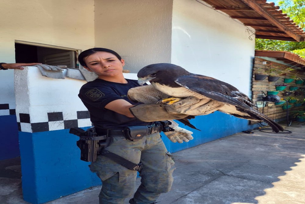 GCM resgata gavi�o-de-rabo-branco e outros animais silvestres.