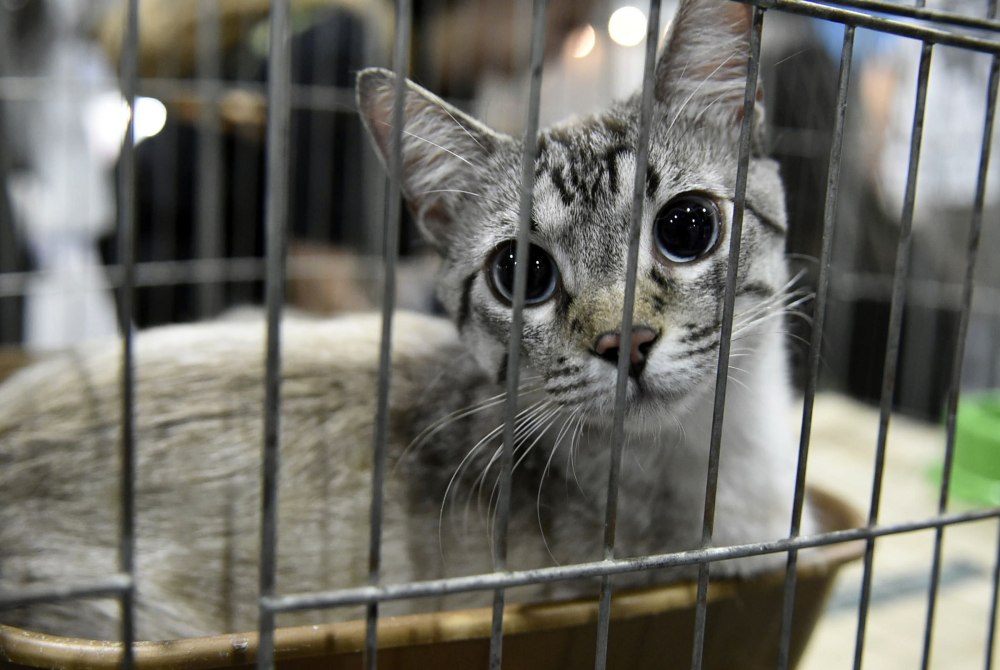 Prefeitura promove evento de ado��o de pets em parceria com supermercado.
