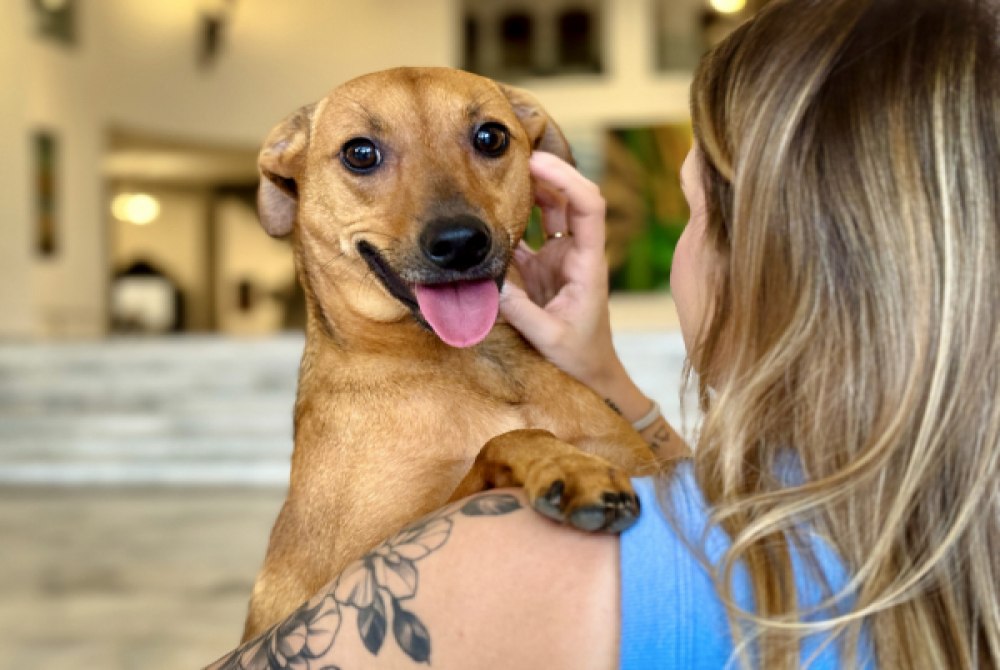 CCJ do Senado aprova PL de guarda compartilhada de animais de estima��o.