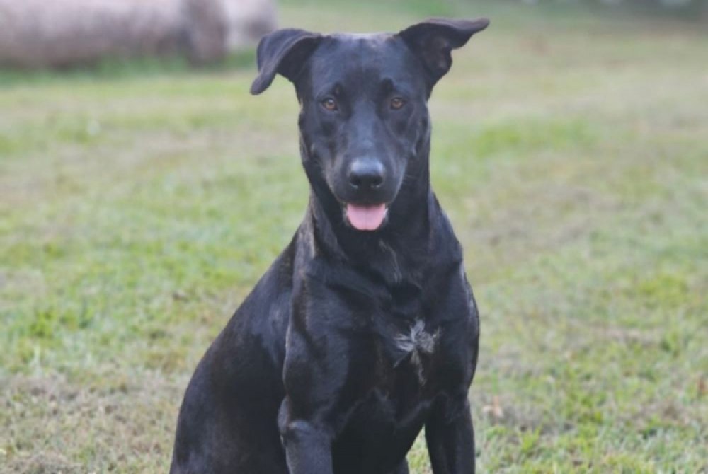 Amado, d�cil e feliz: quem era Brutus, o c�o morto por bombeiro em Goi�nia.