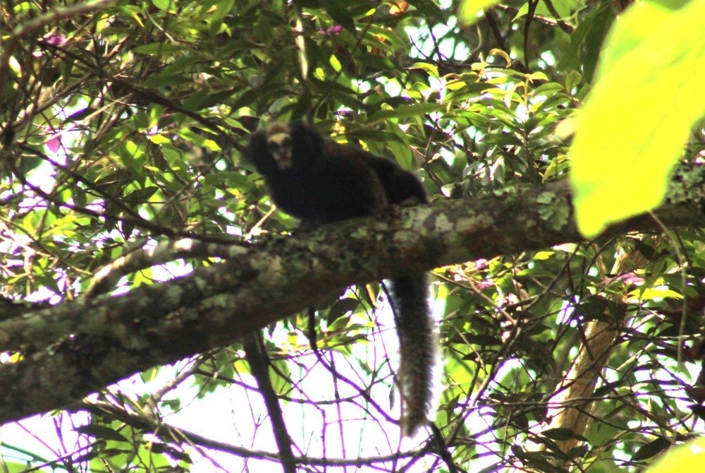 Guarulhos registra rica diversidade de esp�cies da fauna e da flora.