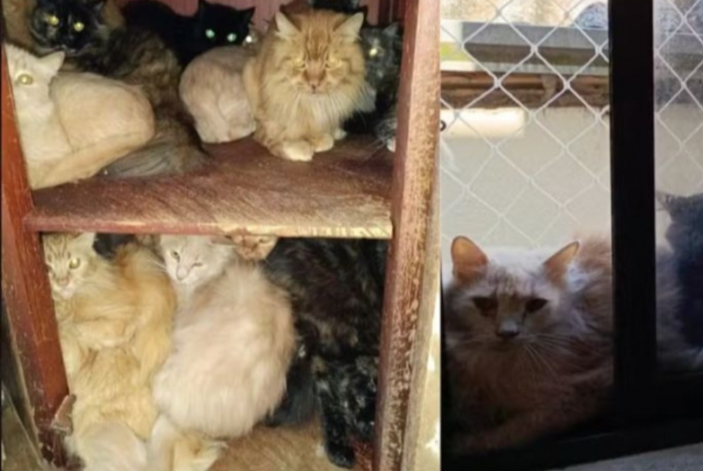 Pol�cia de SC investiga mulher que mant�m cerca de 400 gatos em apartamento.