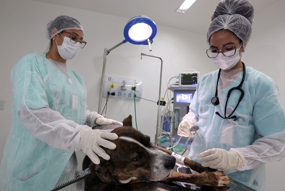 Rede de Hospitais Veterin�rios P�blicos dobra atendimentos em quatro anos e ganha quinta unidade na capital.