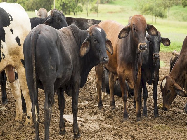 Abate de bovinos cresce 12,6% no 2º trimestre, enquanto o de suínos cai pela primeira vez desde 2014 na comparação anual