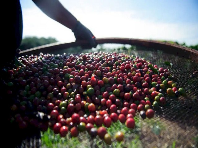 Produção de café cresce 8,2% em 2023 e chega a 55,1 milhões de sacas