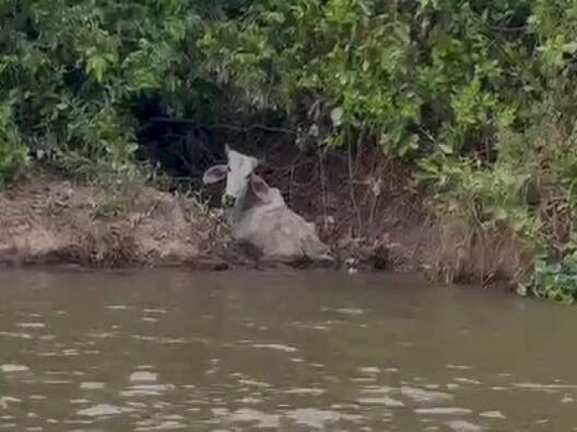 PMA e Iagro investigam se fazenda e gado encontrado morto foram abandonados