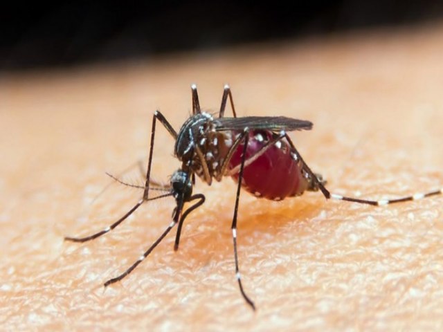 Butantan iniciar teste pr-clnico de vacina contra Zika em 2024