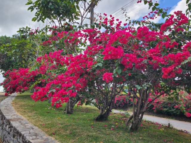 Com produo prpria, Areia recebe ttulo de ?Capital das flores?