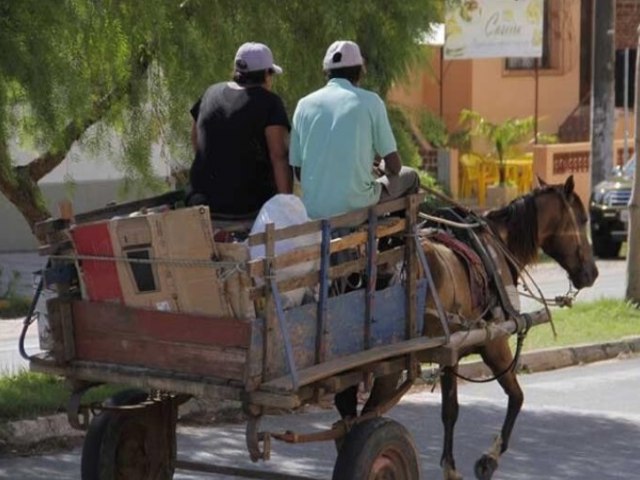 Justiça dá prazo de seis meses para Campina Grande cumprir lei para punir maus-tratos a animais que puxam carroças e disciplinar transporte