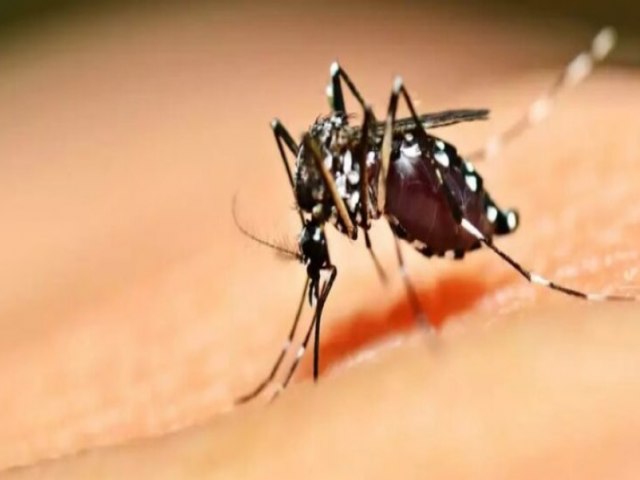 Paraíba investiga segunda morte por dengue; 136 municípios estão em situação de alerta