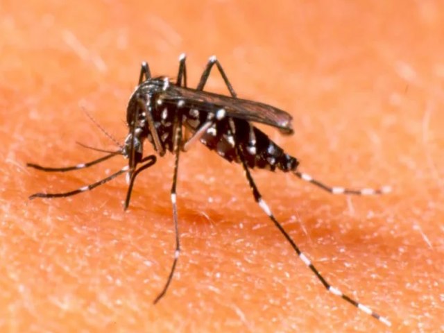 Paraba tm tendncia de estabilidade na incidncia de dengue, diz Ministrio