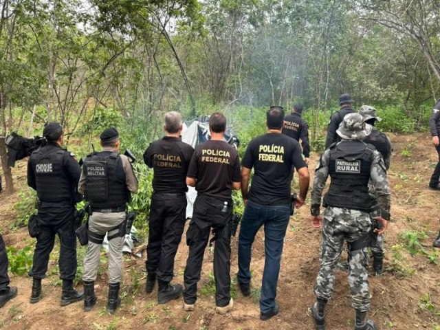 Policiais destroem plantio de maconha e prendem duas pessoas durante operao