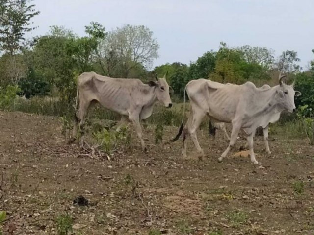 Dono de fazenda  multado em R$ 226 mil por deixar gado morrer de fome e sede