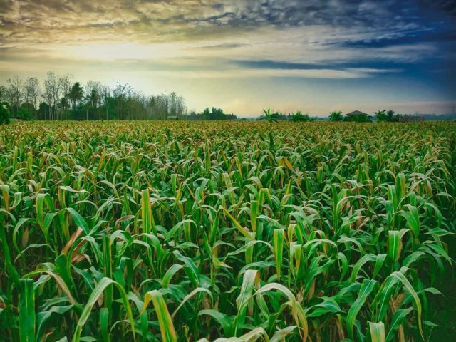 Renato pede ao Ministrio da Agricultura recursos  assistncia tcnica especializada para atender pequenos produtores no cultivo e manejo de milho