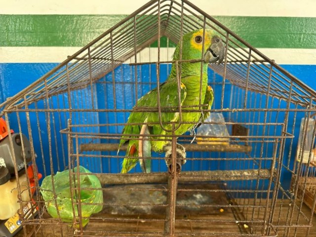 FTIMA DO SUL: PMA autua homem em R$ 3 mil por manter aves silvestres em cativeiro